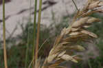 Seaoats